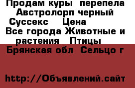 Продам куры, перепела. Австролорп черный. Суссекс. › Цена ­ 1 500 - Все города Животные и растения » Птицы   . Брянская обл.,Сельцо г.